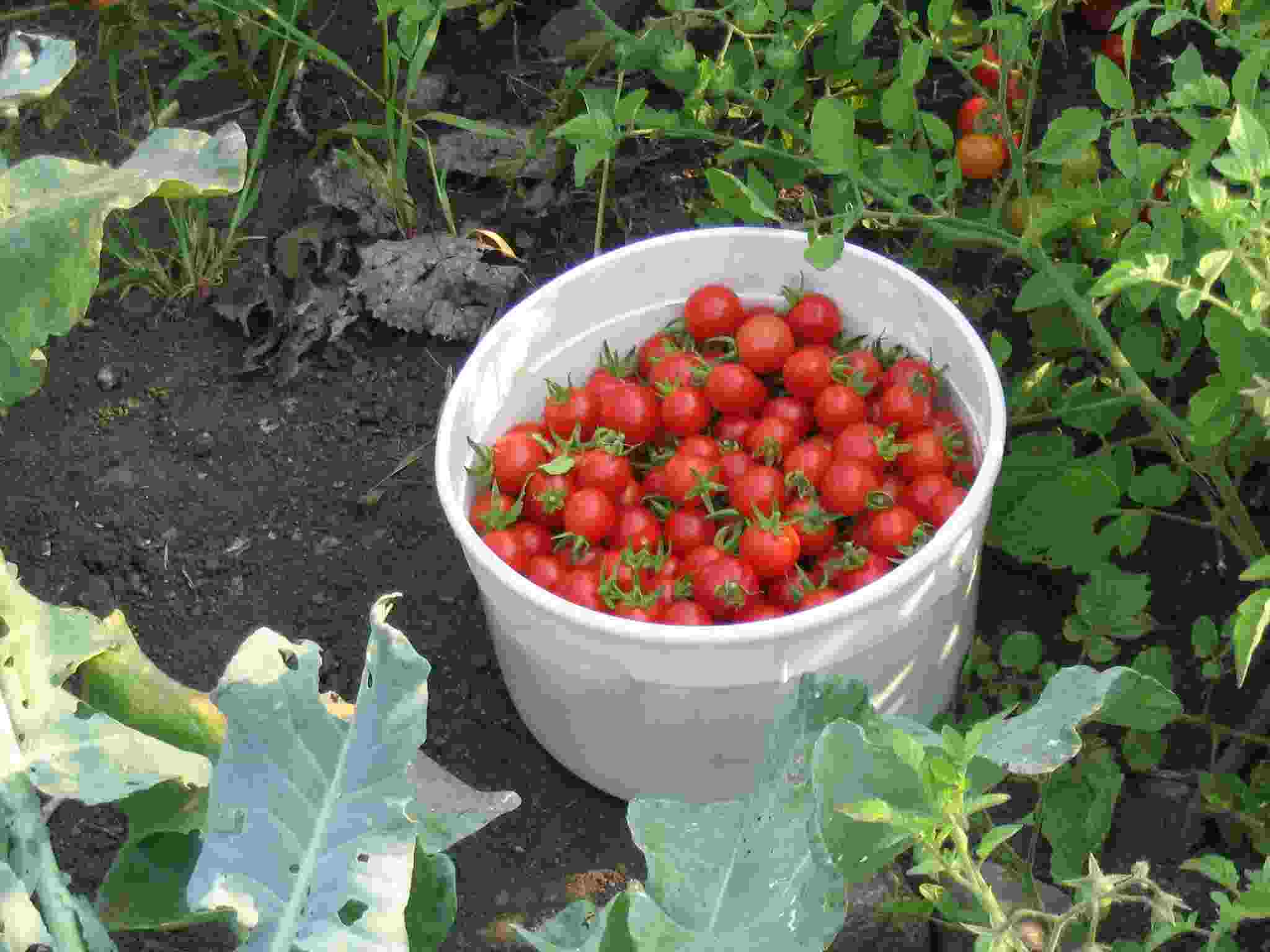 Cherry tomatoes